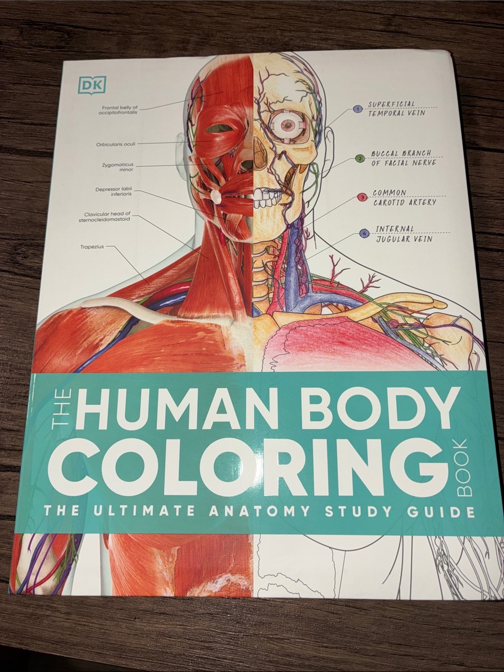 The Human Body Coloring Book - Teal/Cyan Cover